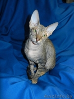 Котёнок ДОНСКОЙ СФИНКС - Изображение #2, Объявление #800514