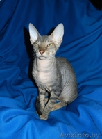 Котёнок ДОНСКОЙ СФИНКС - Изображение #1, Объявление #800514