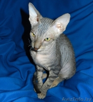 Котёнок ДОНСКОЙ СФИНКС - Изображение #4, Объявление #800514