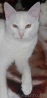 Белоснежный котик в дар! - Изображение #2, Объявление #799123