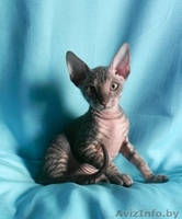 Котёнок ДОНСКОЙ СФИНКС - Изображение #3, Объявление #800514