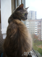 ГЕРМИОНА - благодарная кошка черепахового окраса, 2 года, В ДАР - Изображение #3, Объявление #796802