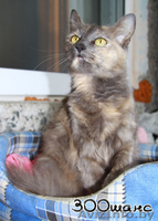 ГЕРМИОНА - благодарная кошка черепахового окраса, 2 года, В ДАР - Изображение #5, Объявление #796802