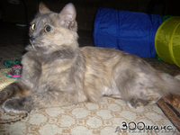 ГЕРМИОНА - благодарная кошка черепахового окраса, 2 года, В ДАР - Изображение #1, Объявление #796802