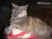 ГЕРМИОНА - благодарная кошка черепахового окраса, 2 года, В ДАР - Изображение #2, Объявление #796802