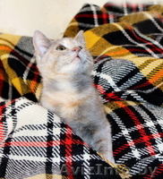 Поночка - молоденькая ласковая кошечка в добрые руки. - Изображение #3, Объявление #800051
