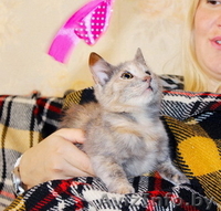Поночка - молоденькая ласковая кошечка в добрые руки. - Изображение #1, Объявление #800051