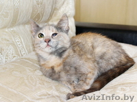 Поночка - молоденькая ласковая кошечка в добрые руки. - Изображение #2, Объявление #800051