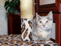 Поночка - молоденькая ласковая кошечка в добрые руки. - Изображение #4, Объявление #800051