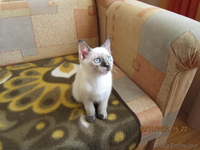 Продается тайская кошечка - Изображение #3, Объявление #797577