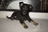 Душевная Энди ищет свой дом - Изображение #8, Объявление #789659