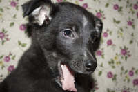 Душевная Энди ищет свой дом - Изображение #2, Объявление #789659