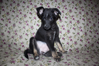 Душевная Энди ищет свой дом - Изображение #7, Объявление #789659