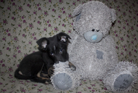 Душевная Энди ищет свой дом - Изображение #6, Объявление #789659