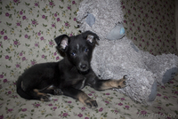 Душевная Энди ищет свой дом - Изображение #1, Объявление #789659