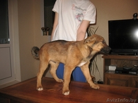 Щенок метис овчарки ищет хозяев - Изображение #2, Объявление #790186