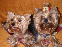 лапочка йорк от хороших родителей ждет Вас - Изображение #2, Объявление #798135