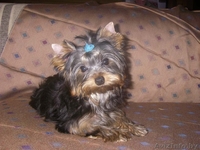 лапочка йорк от хороших родителей ждет Вас - Изображение #1, Объявление #798135