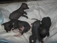 Малыши канадский сфинкс - Изображение #2, Объявление #457184