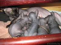 Малыши канадский сфинкс - Изображение #1, Объявление #457184