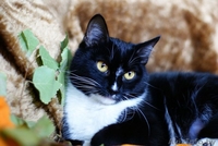 Бьорк - красотка с глазами цвета луны в дар! - Изображение #1, Объявление #796162