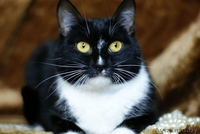 Бьорк - красотка с глазами цвета луны в дар! - Изображение #3, Объявление #796162