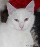 Белоснежный котик в дар! - Изображение #3, Объявление #799123