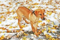 Знакомьтесь! Умница, прелесть и просто красавица - собачка Эльза, в дар, в добры - Изображение #5, Объявление #796485