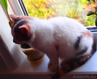 Трехцветная кошечка-подросток в добрые руки! - Изображение #5, Объявление #791822