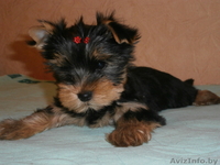 Щенки йокширского терьера 8029 916 33 59 - Изображение #1, Объявление #797641