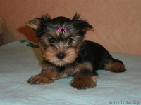 Щенки йокширского терьера 8029 916 33 59 - Изображение #2, Объявление #797641