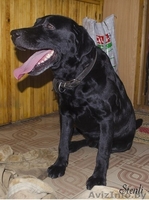 Стенли-лабрадор ретривер. - Изображение #2, Объявление #792866