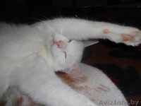 Белоснежный котик в дар! - Изображение #4, Объявление #799123