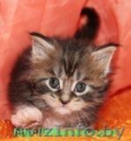 Мейн-кун котята из питомника. - Изображение #1, Объявление #814976