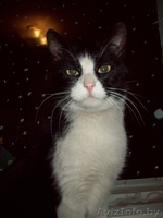 Молодая кошка ищет новых хозяев - Изображение #1, Объявление #814538