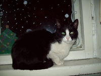 Молодая кошка ищет новых хозяев - Изображение #2, Объявление #814538