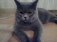 Вязка Британский кот. Молодой,титулованый - Изображение #1, Объявление #803457