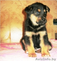 Щенки-мальчики в дар! - Изображение #2, Объявление #796788