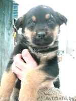 Щенки-мальчики в дар! - Изображение #4, Объявление #796788