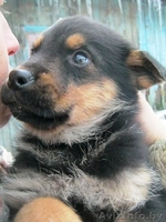 Щенки-мальчики в дар! - Изображение #3, Объявление #796788