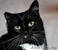 Молодая кошечка Марта в дар , в добрые руки!! - Изображение #2, Объявление #510404