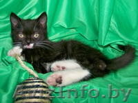 Самый лучший котенок хочет домой!  - Изображение #1, Объявление #810491