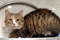 Кошечка Фанечка в дар! - Изображение #3, Объявление #812315