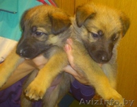 Два щенка немецкой овчарки ждут сових хозяев - Изображение #1, Объявление #801377