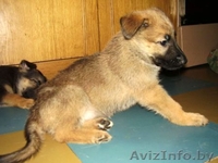 Два щенка немецкой овчарки ждут сових хозяев - Изображение #4, Объявление #801377