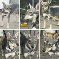 Метис карликового пинчера в добрые руки - Изображение #3, Объявление #811126