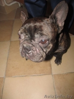 Французский бульдог в дар!  - Изображение #2, Объявление #811179