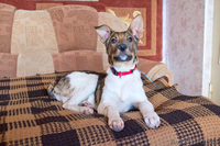 Верный друг Альтик ищет хозяина - Изображение #1, Объявление #813720