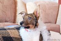 Верный друг Альтик ищет хозяина - Изображение #2, Объявление #813720