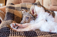 Верный друг Альтик ищет хозяина - Изображение #4, Объявление #813720